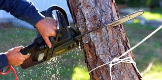 Tree and Shrub Care in Allendale, CA