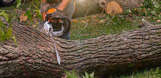 Best Organic Lawn Care Solutions  in Allendale, CA