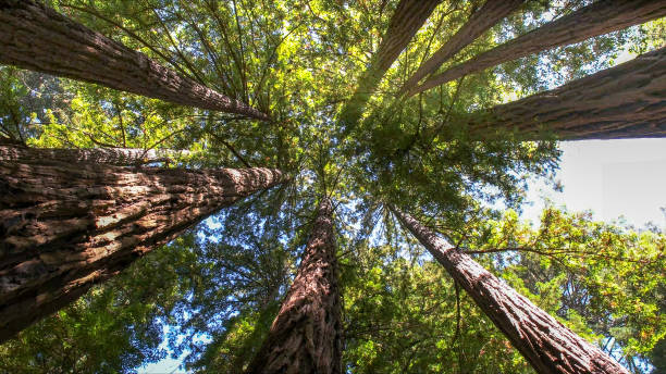 Best Commercial Tree Services  in Allendale, CA