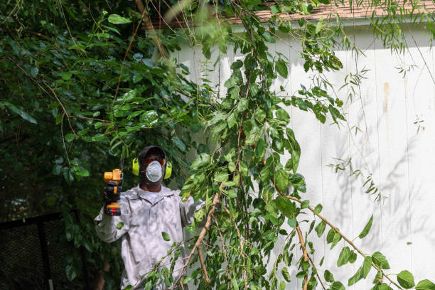 Reliable Allendale, CA Tree Removal Solutions