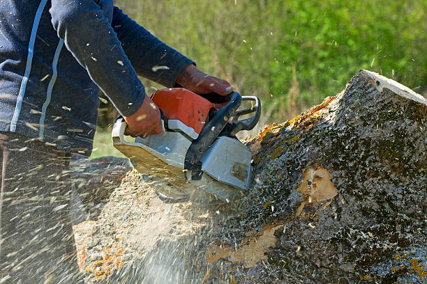 Best Lawn Irrigation Installation and Maintenance  in Allendale, CA
