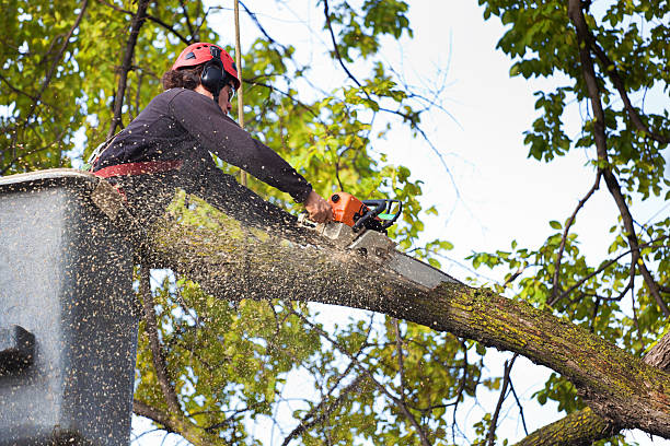 Best Tree Mulching  in Allendale, CA